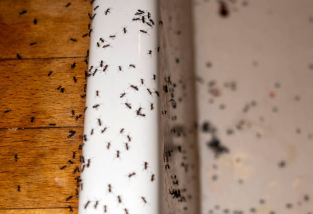Best Pest Removal Services  in Lillian, AL