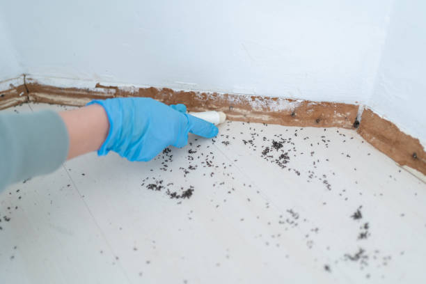 Best Flea Control Services  in Lillian, AL